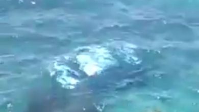 Photo of Conductor salva la vida tras precipitarse al mar en autopista Las Américas