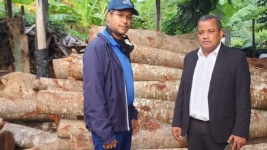 Photo of Ocupan caobas taladas por el director Junta Distrital Palmarejo