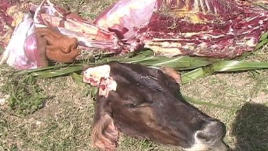 Photo of Caen abatidos dos hombres sorprendidos descuartizando una vaca 