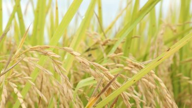Photo of Abinader reitera protegerá producción nacional de arroz