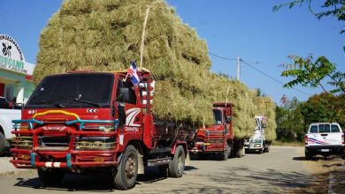Photo of Gobierno entrega pacas y pasto a ganaderos afectados por sequía