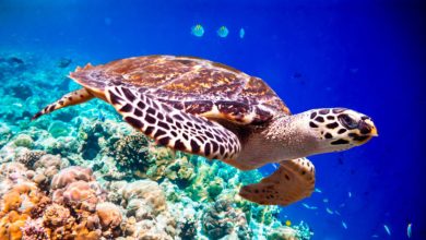 Photo of Medio Ambiente establece área protegida marina para tortugas en Laguna Arrecifal de Bávaro