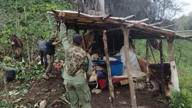 Photo of En Los Haitises arrestan a 439 desaprensivos que depredaban en el parque nacional
