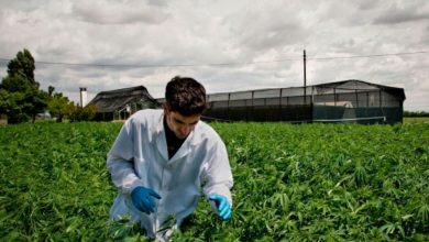 Photo of El negocio del cannabis continúa su batalla con la ley en Nueva York