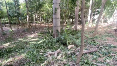 Photo of Alcaldía del DN desvincula a dos supervisores por poda ilegal de árboles 