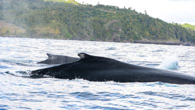 Photo of Anuncian preparativos para la temporada de ballenas jorobadas en Samaná