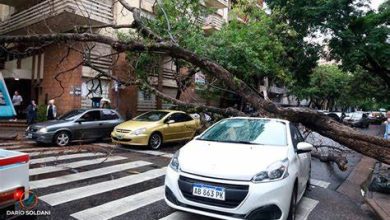 Photo of Árbol provoca daños a tres vehículos en Piantini