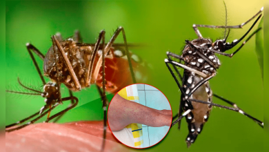 Photo of ¿Qué es el chikungunya, el virus que ahora se propaga en el sur de China?