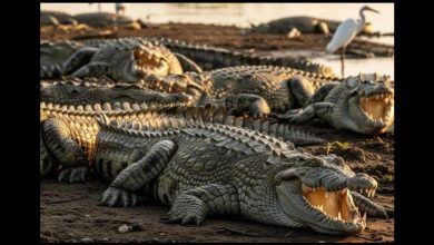 Photo of Israel sacrifica a más de 200 cocodrilos en una granja de Cisjordania ocupada