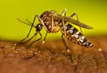 Photo of Cuba enfrenta una epidemia de dengue y chikunguña que ha dejado más de 40 mil enfermos