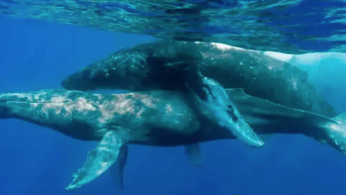 Photo of Avistan más de 500 ballenas en un día: el fenómeno que sorprende a científicos en RD