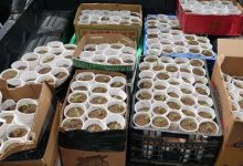 Photo of Ocupan 421 plantas de presunta marihuana durante operativo en Santo Domingo Oeste