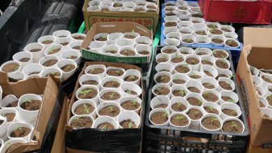 Photo of Ocupan 421 plantas de presunta marihuana durante operativo en Santo Domingo Oeste